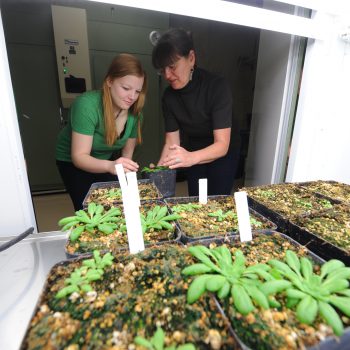 Two adults planting a plant near a table of plants. 