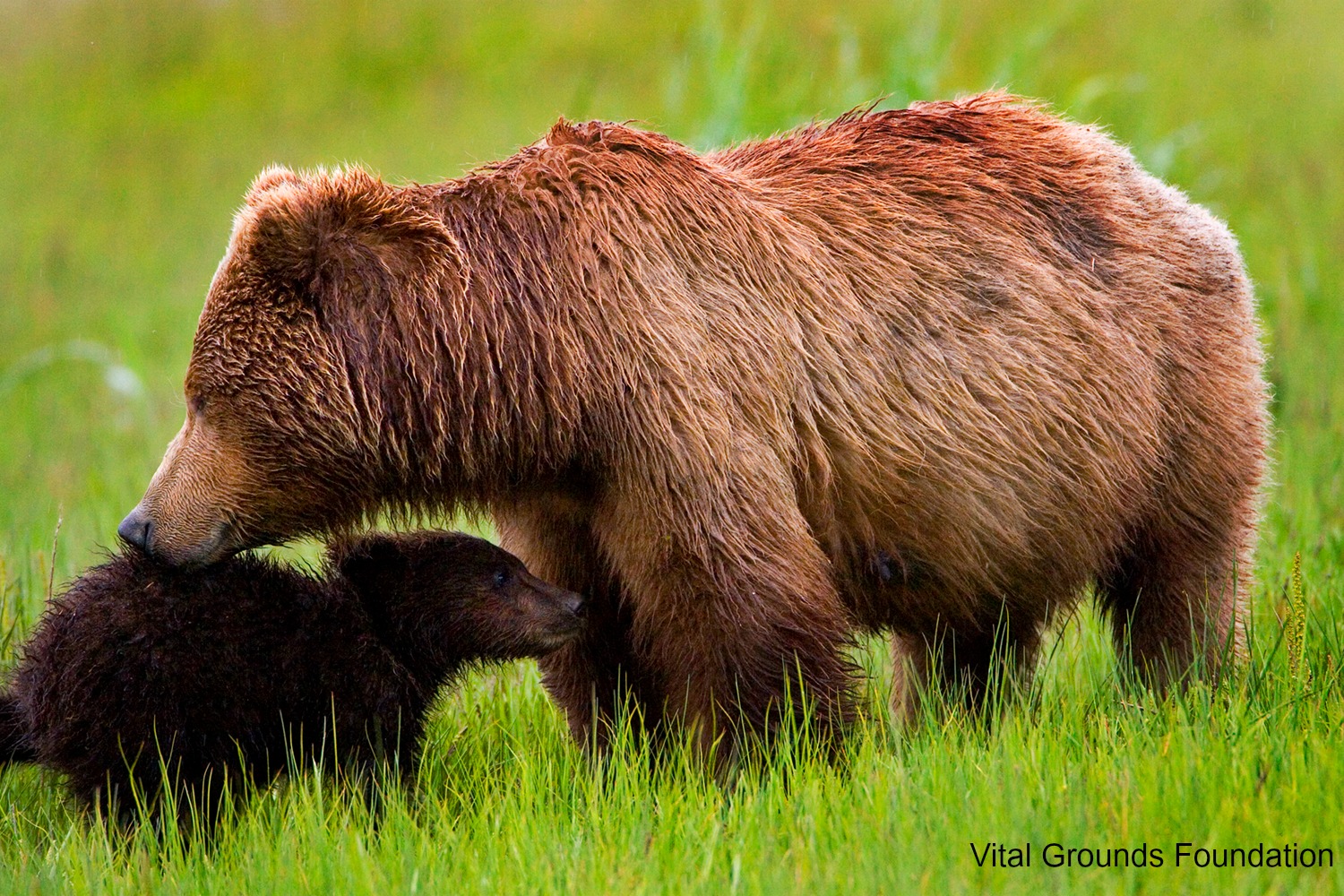 a brown bear and a bear cub in a field of green grass. Text overlay says "Vital Grounds Foundation." 