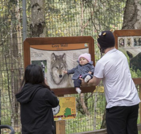 A man and woman take a picture of their baby in front of a sign that says "Gray Wolf"