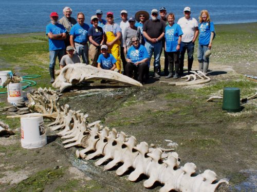 A group of people, many wearing matching blue t-shirts, pose by a large whale fossil by the sea. 
