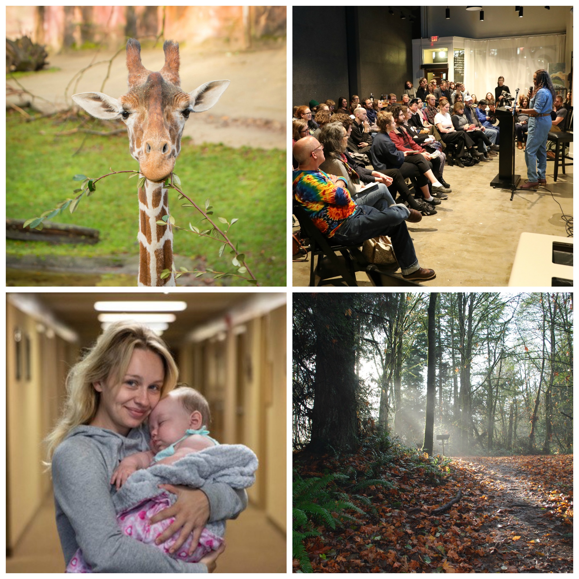 Image 1: a close-up shot of a giraffe looking straight at the camera holding a twig in its mouth. Image 2: a young woman with blond hair wearing a gray sweatshirt smiles at the camera while holding a young baby wrapped in a gray and pink blanket. Image 3: an audience looks at a person wearing jeans and a blue shirt giving a talk. Image 4: an outdoor shot of a path through the woods. 