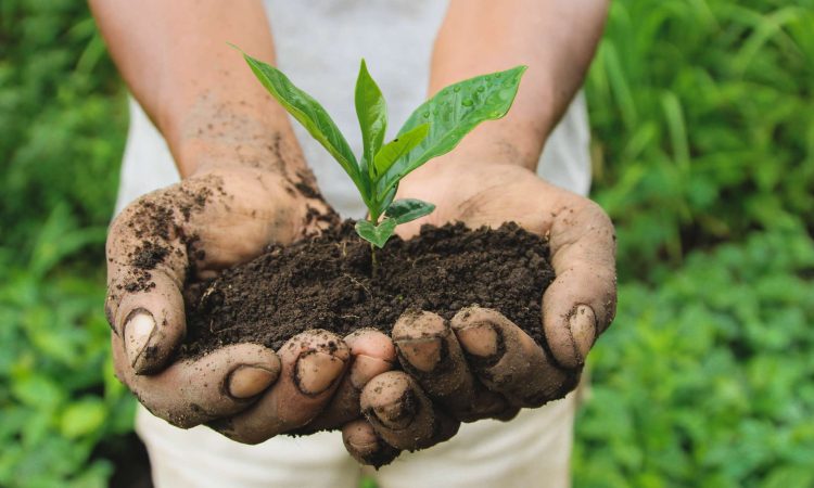 A close-up shot of hands holding soil with a small green plant growing in it. 