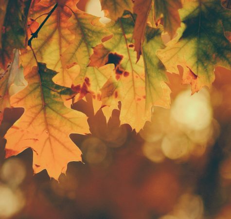 A close-up image of yellow and orange leaves.