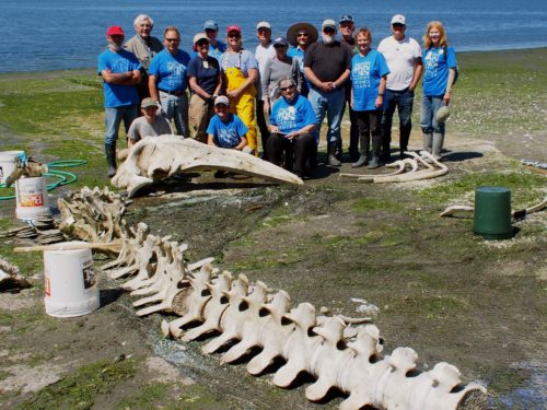 A group of people, many wearing matching blue t-shirts, pose by a large whale fossil by the sea.