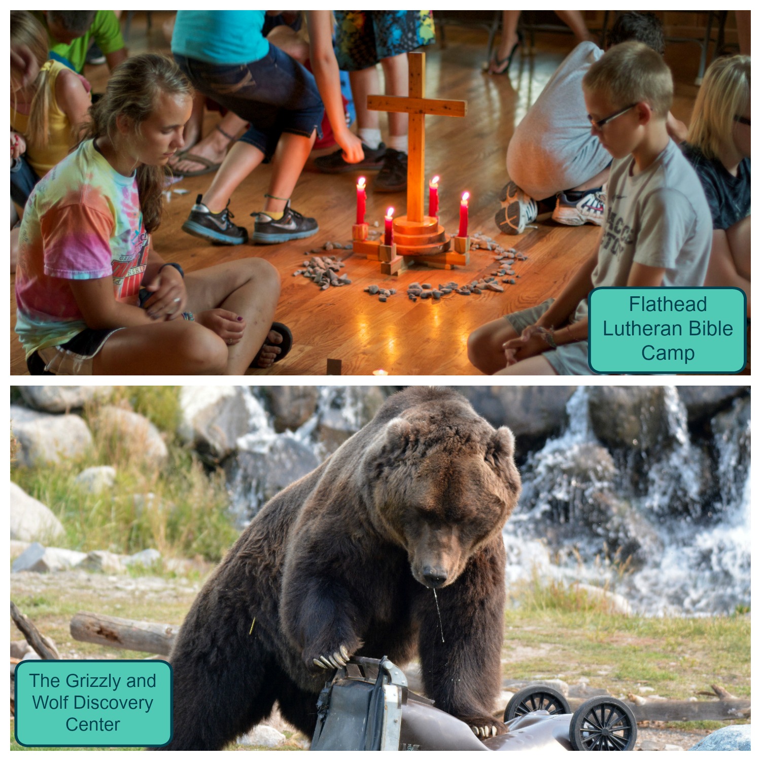 Image 1: a group of children sit on a wooden floor with a wooden cross, four candles, and a circle of rocks in the middle. Text overlay says "Flathead Lutheran Bible Camp." Image 2: A brown grizzly bear with a waterfall behind it. Text overlay says "The Grizzly and Wolf Discovery Center."