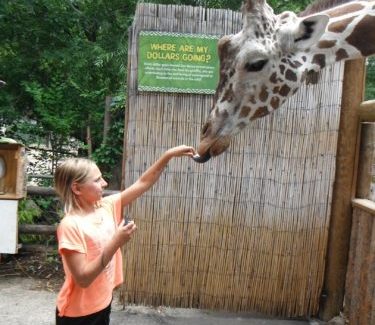 Child feeding a giraffe at Zoo Boise