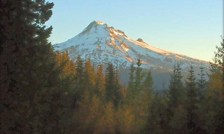 A outdoor shot of a snow-capped mountain peak surrounded by trees.