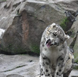 Alaska Zoo animal