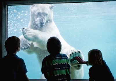 Three kids looking at a polar bar at Point Defiance Zoo and Aquarium
