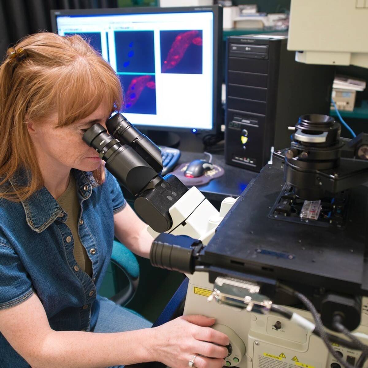 Scientific researcher working at Montana nonprofit research institute looking through scientific equipment