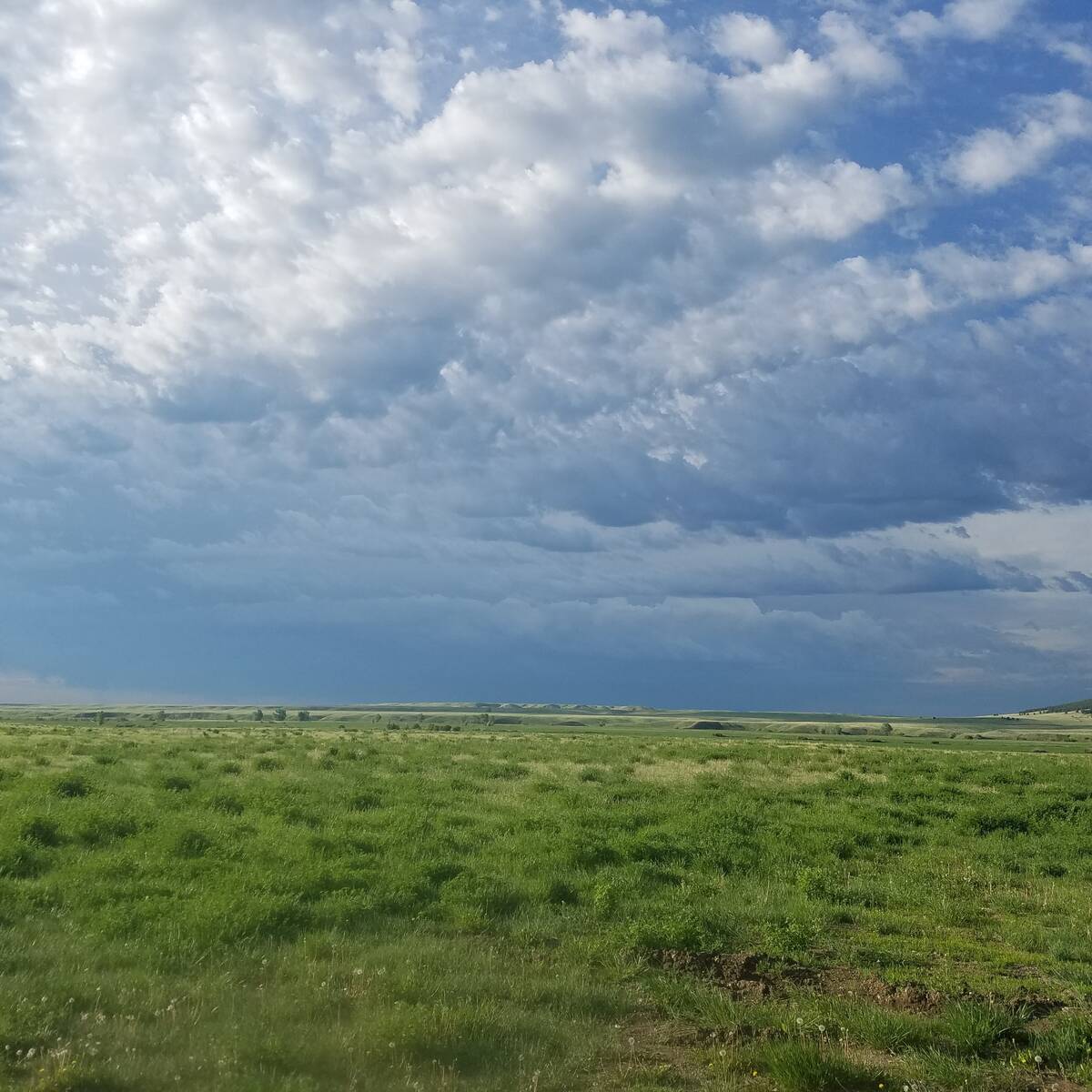 Green field under blue and grey skies in Montana