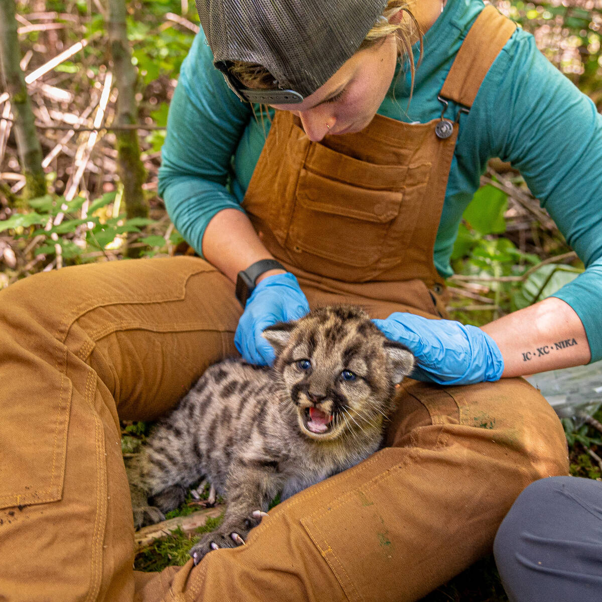Baby wild cat being taken care of outdoors