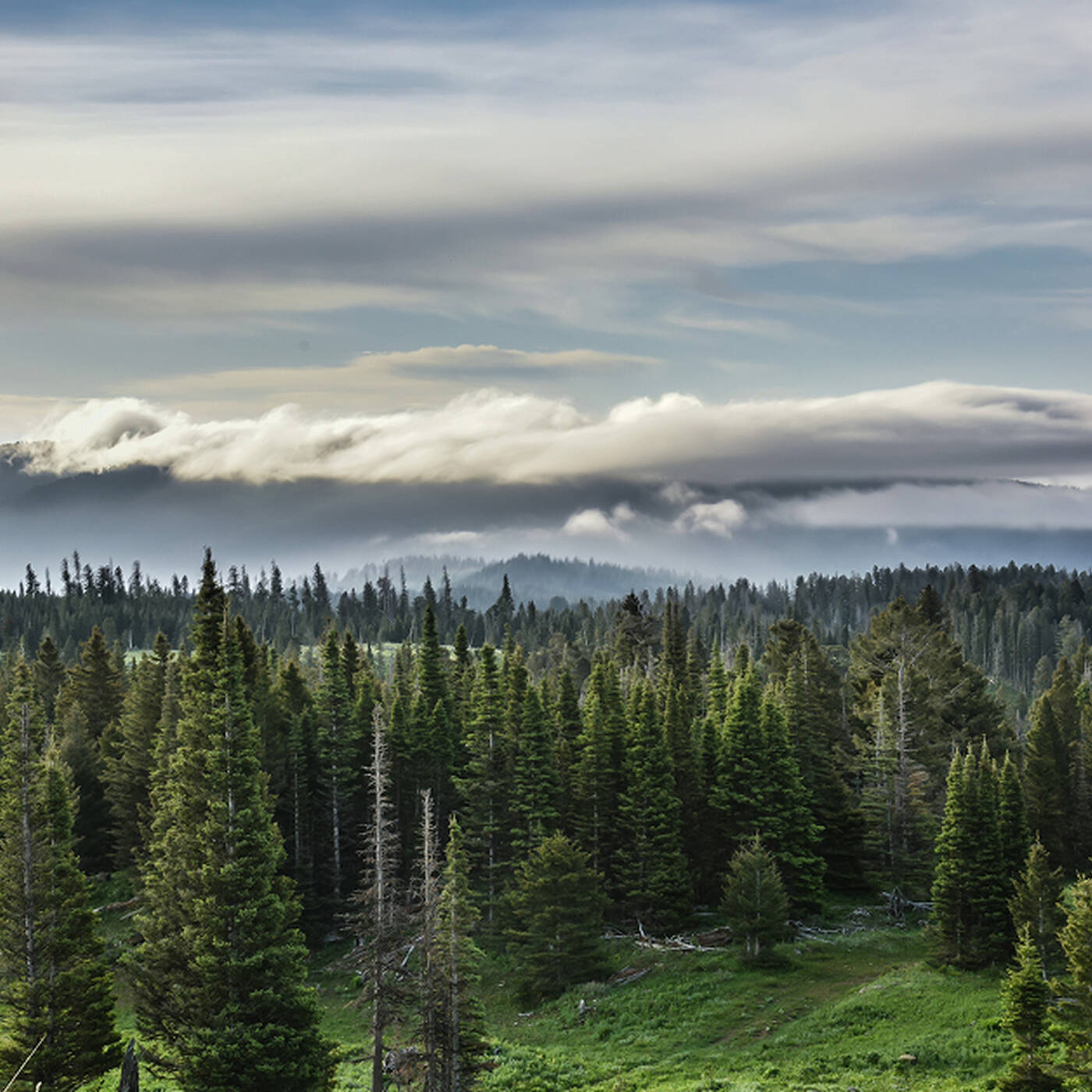 Forest of green trees, blue sky with clouds, and mountains in the background.