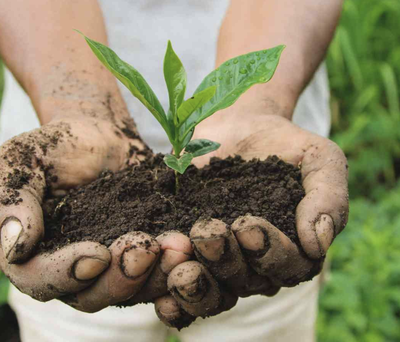 Two hands holding dirt with a green plant growing from the soil